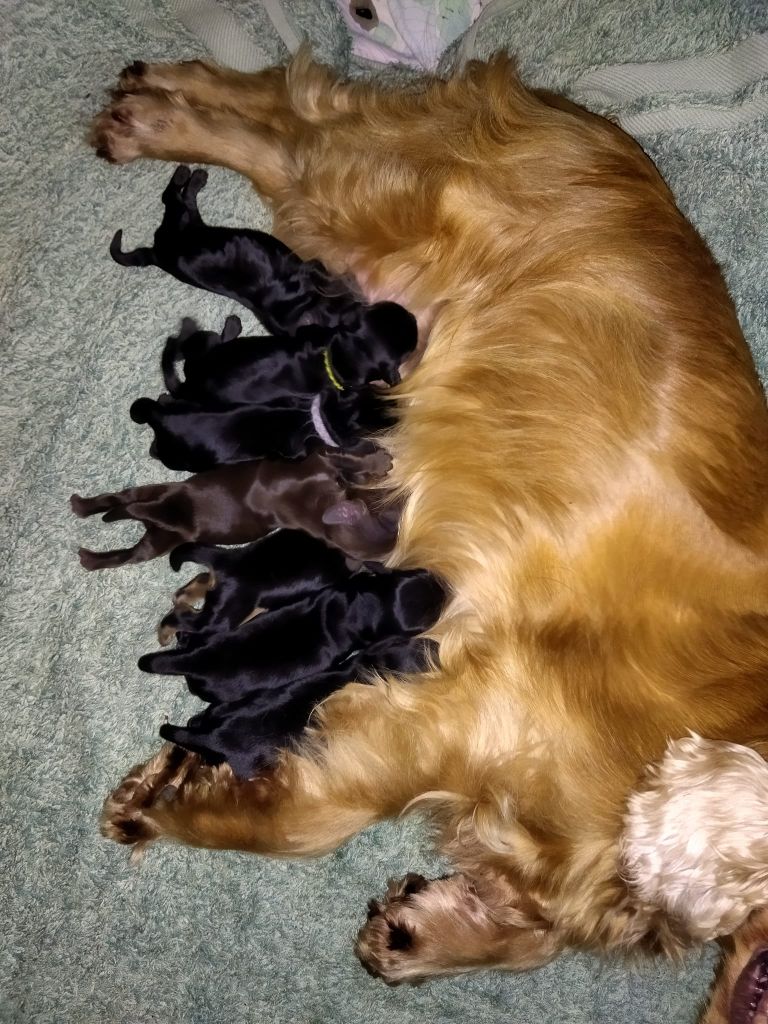 chiot Cocker Spaniel Anglais de la Fin'Amor de Larzaelle