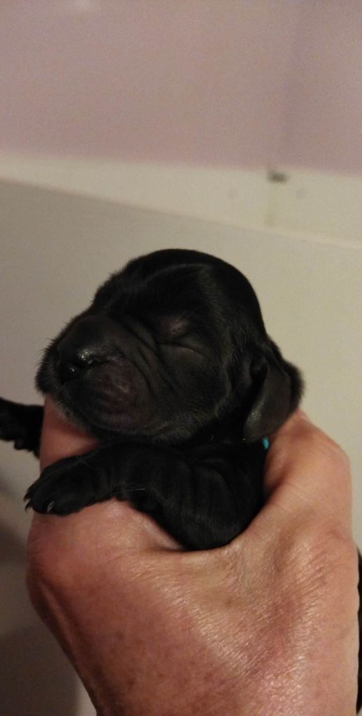 de la Fin'Amor de Larzaelle - Chiot disponible  - Cocker Spaniel Anglais