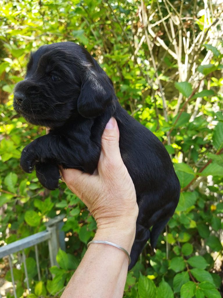 de la Fin'Amor de Larzaelle - Chiot disponible  - Cocker Spaniel Anglais