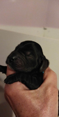 CHIOT 7 NOIR