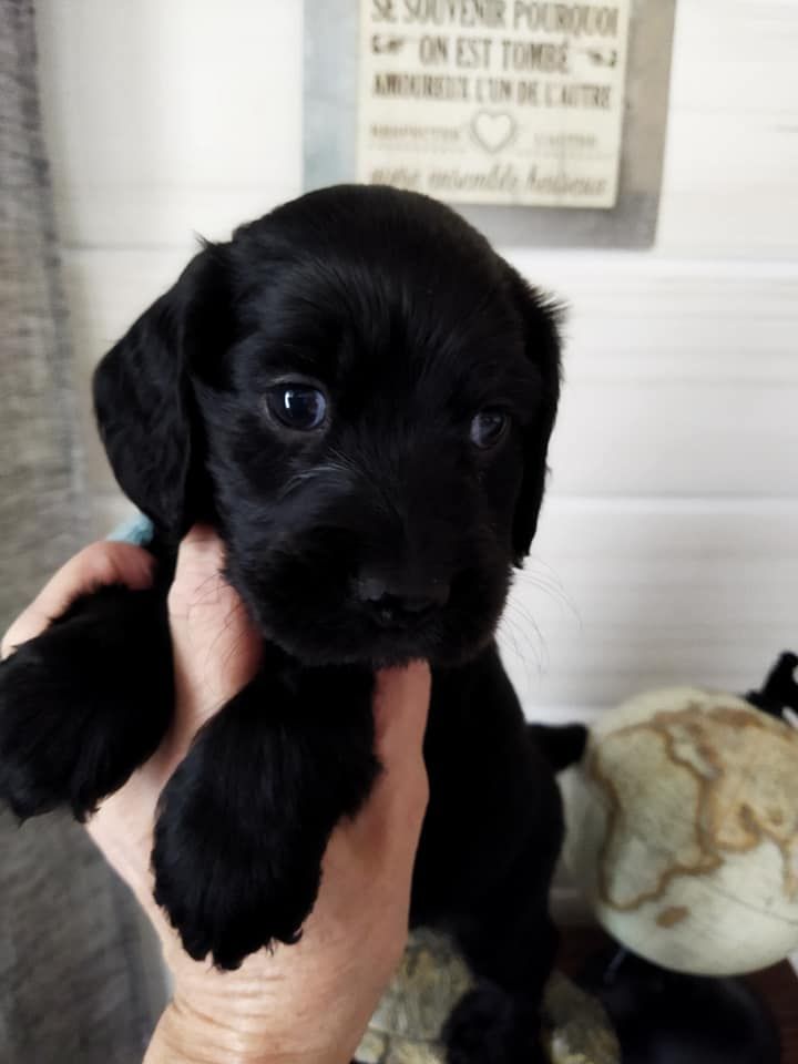 de la Fin'Amor de Larzaelle - Chiot disponible  - Cocker Spaniel Anglais