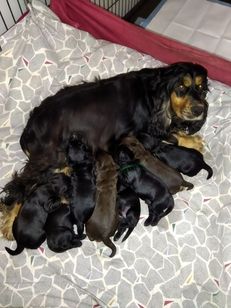 chiot Cocker Spaniel Anglais de la Fin'Amor de Larzaelle