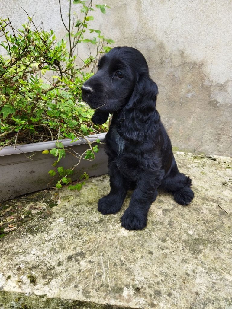 de la Fin'Amor de Larzaelle - Chiot disponible  - Cocker Spaniel Anglais