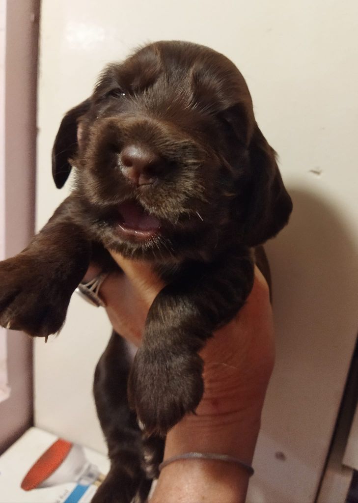 Valys de la Fin'Amor de Larzaelle