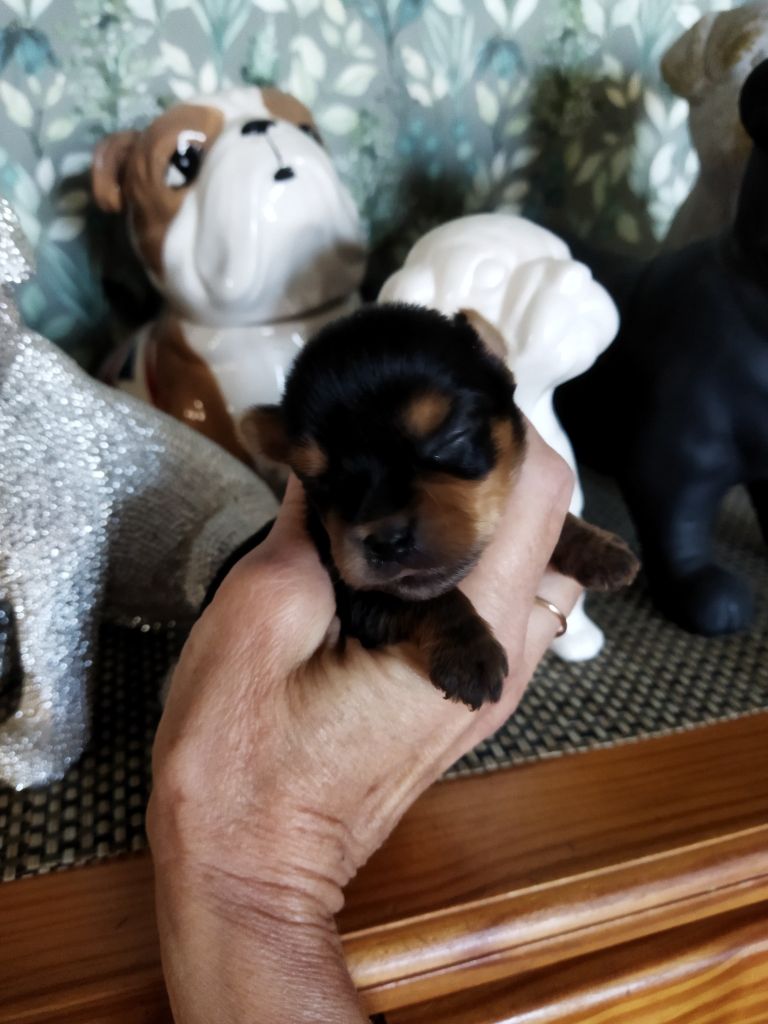 des bébés à reserver