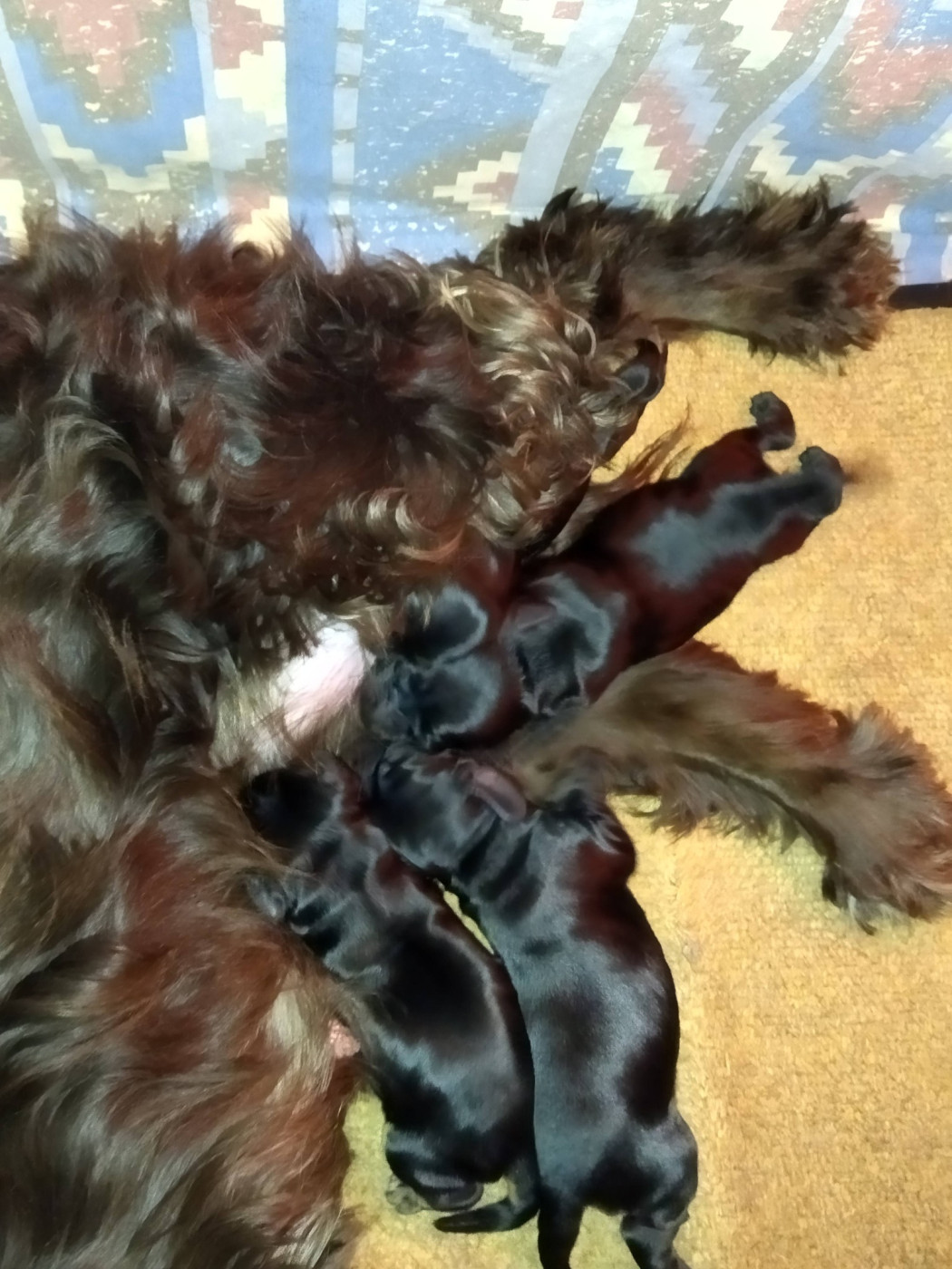 de la Fin'Amor de Larzaelle - Cocker Spaniel Anglais - Portée née le 06/03/2026