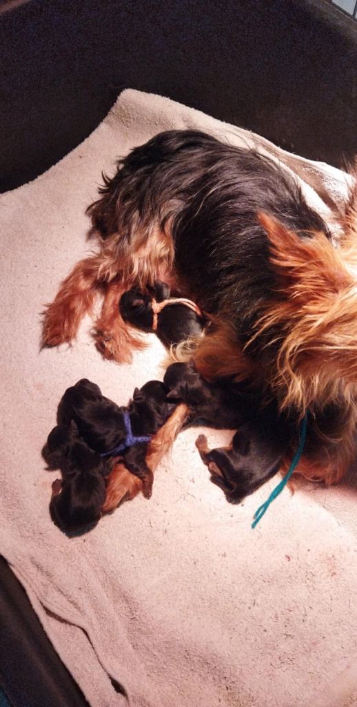 Chiot Yorkshire Terrier de la Fin'Amor de Larzaelle