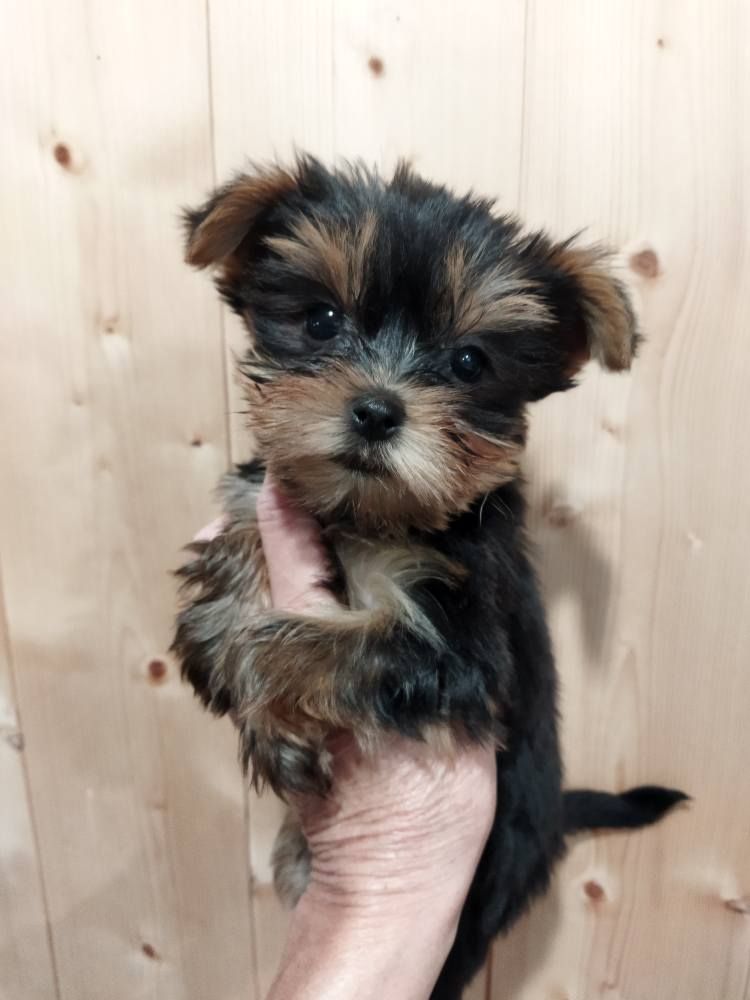 de la Fin'Amor de Larzaelle - Chiots disponibles - Yorkshire Terrier
