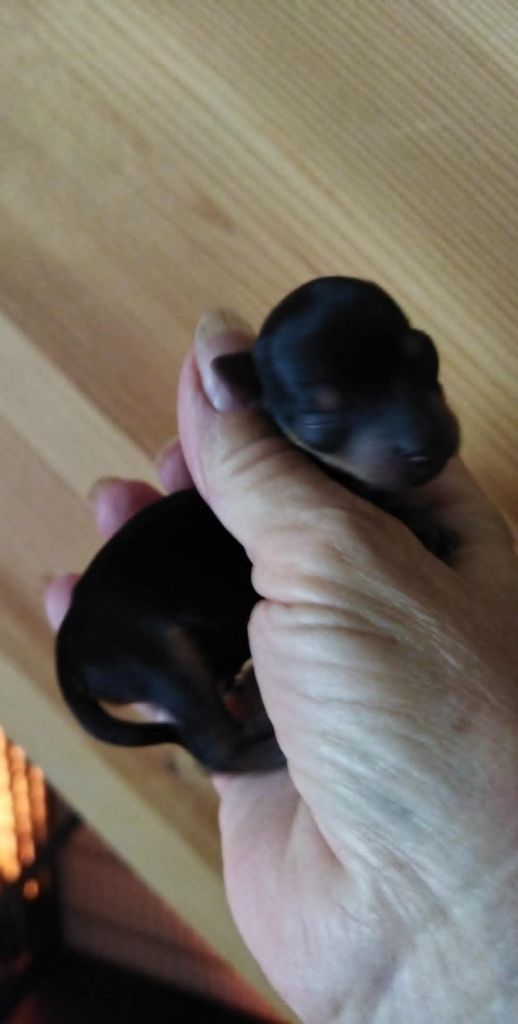 de la Fin'Amor de Larzaelle - Chiots disponibles - Yorkshire Terrier