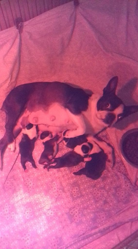 de la Fin'Amor de Larzaelle - Boston Terrier - Portée née le 05/09/2020