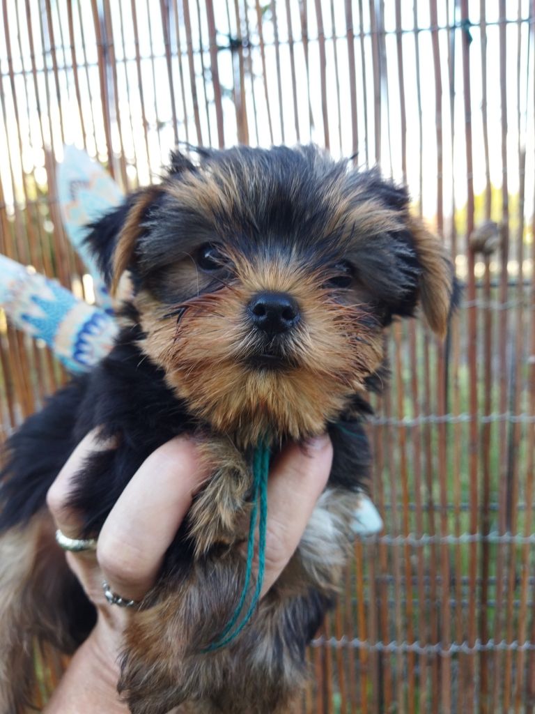 de la Fin'Amor de Larzaelle - Chiots disponibles - Yorkshire Terrier