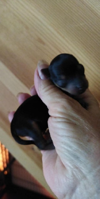 CHIOT
