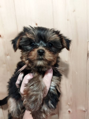 CHIOT