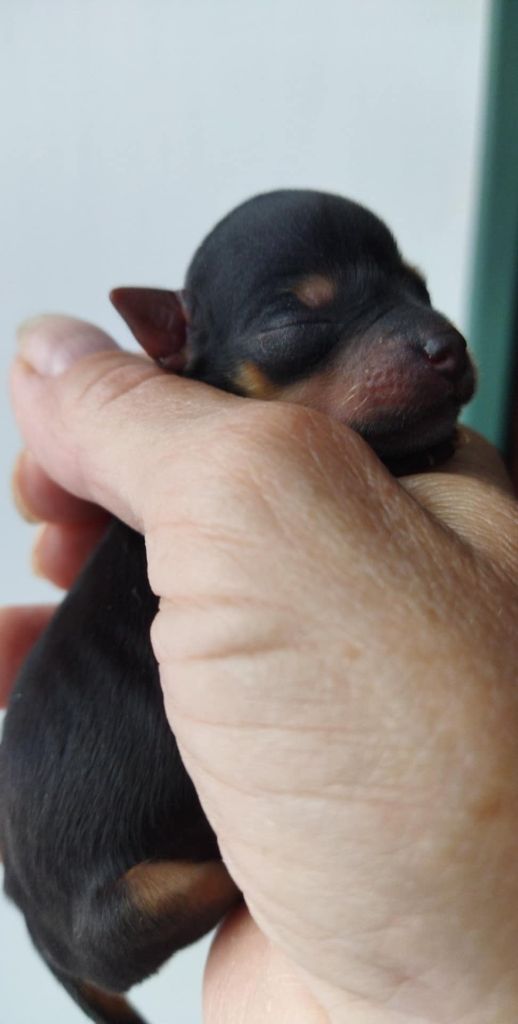 de la Fin'Amor de Larzaelle - Chiots disponibles - Yorkshire Terrier